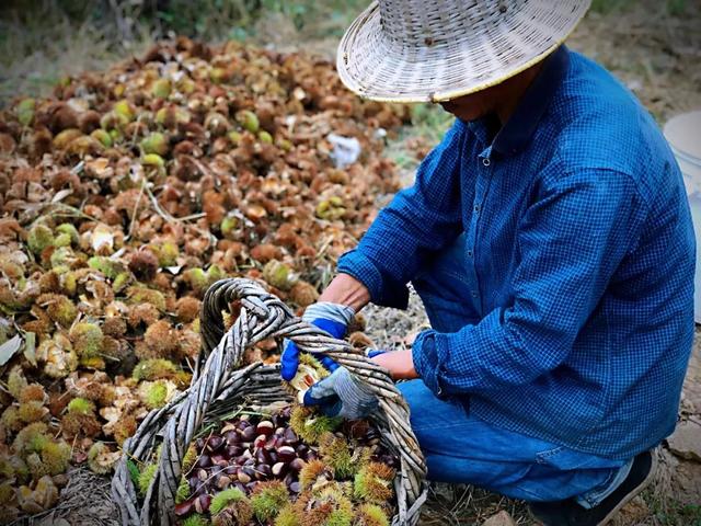 泰山脚下的“板栗王”！三代人深山养护，超粉糯喷香，孩子馋哭了