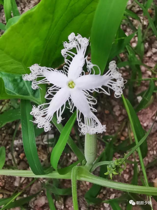 深秋记忆里的那片夏花