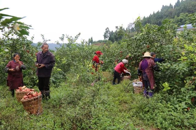 华通柠檬今年计划收购柠檬5万吨，城北果园正加紧采摘