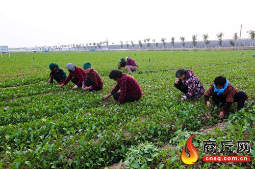 安平镇杨家菜园规范化种植精品蔬菜远销“广深港”