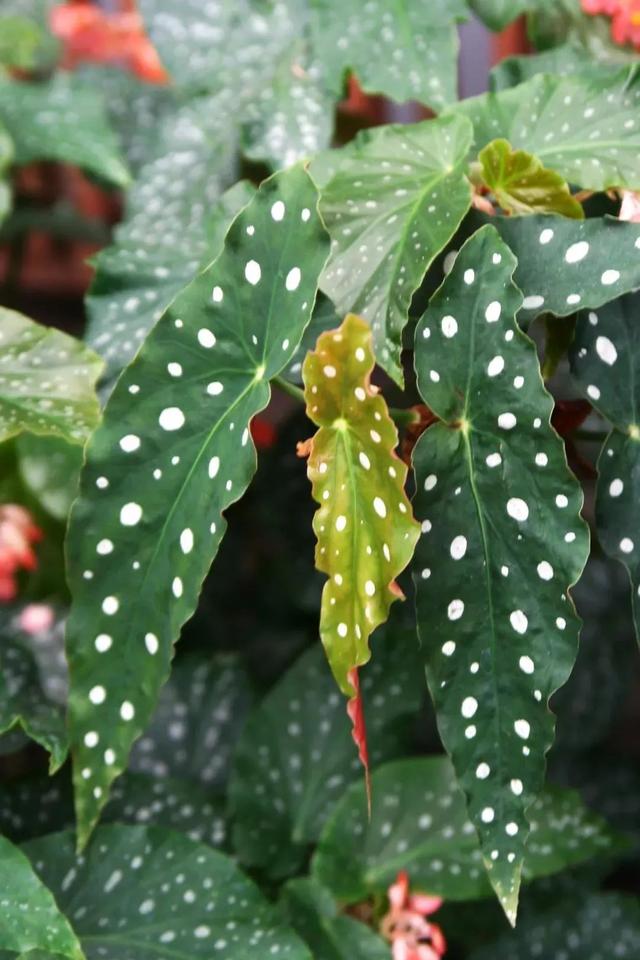 网红Ins北欧风植物，带你入坑