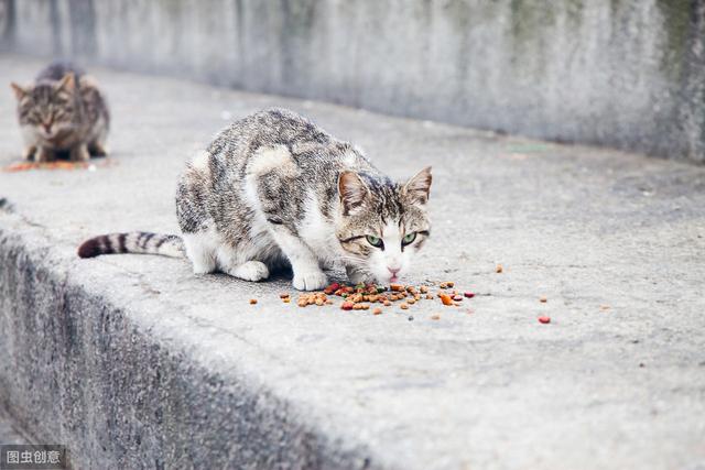 如何定义流浪猫？不被家养的就是流浪猫吗？