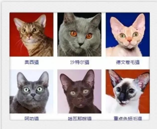 猫咪品种大全！你认出几种？