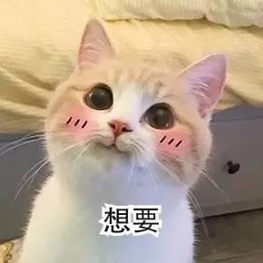 可爱到爆的猫，你家里有吗？来看几种体型很小的猫