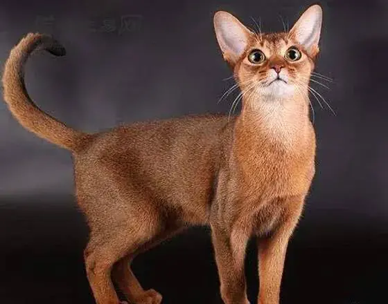 25种高贵优雅的猫咪
