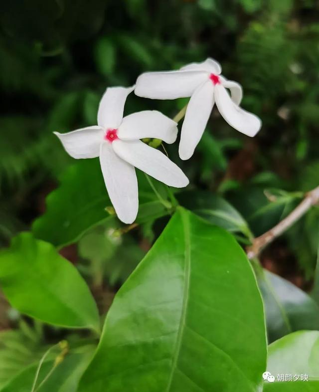 深秋记忆里的那片夏花