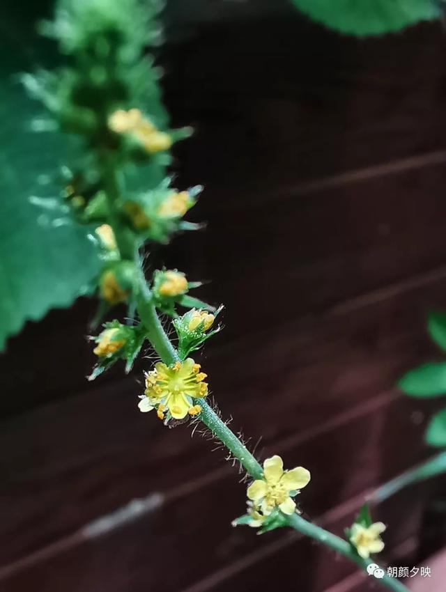 深秋记忆里的那片夏花