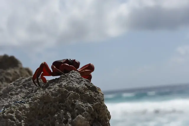 日本占地过澳大利的什么地区？