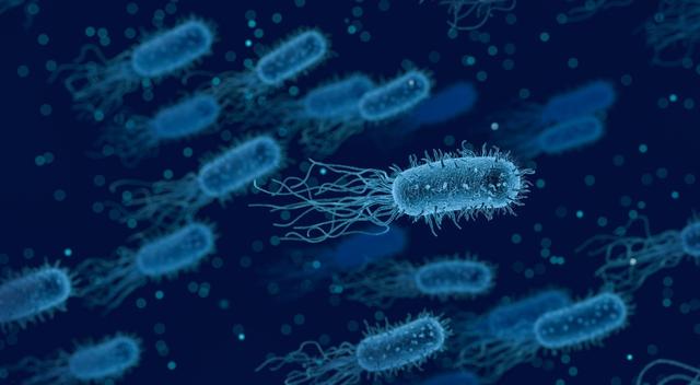 《科学》子刊：颠覆认知！科学家发现健康老年个体的肠菌，竟能帮助年轻个体神经再生、抗衰老，年轻肠菌反而没用 | 科学大发现