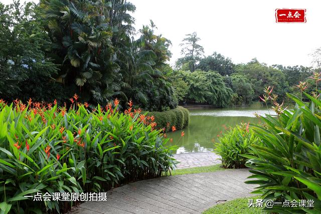 新加坡植物园湖边，天堂鸟成片生长，双拼色叶子的植物真开眼