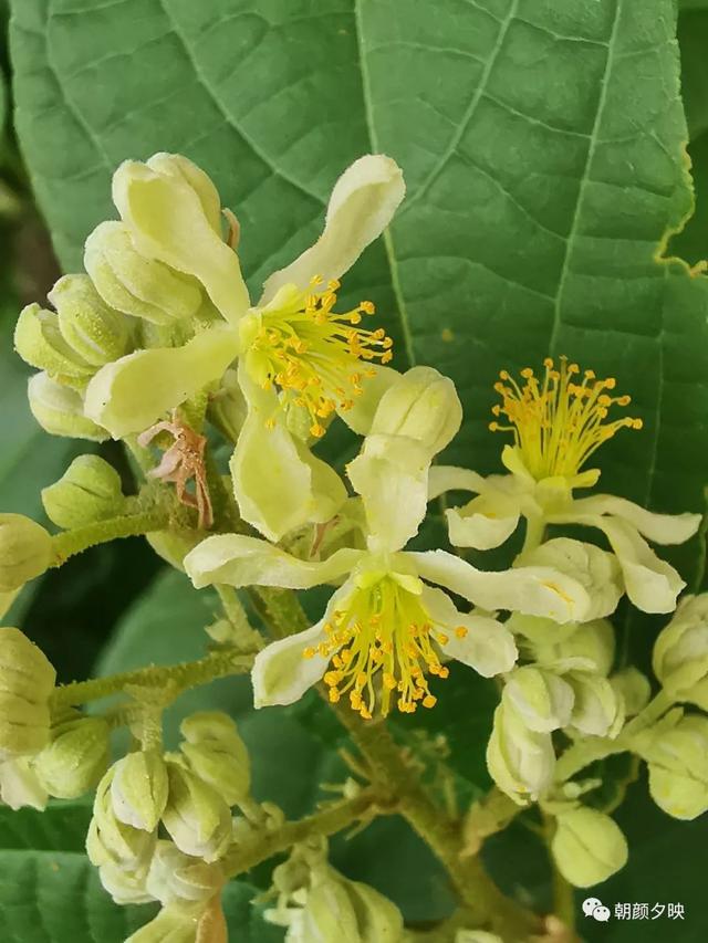 深秋记忆里的那片夏花