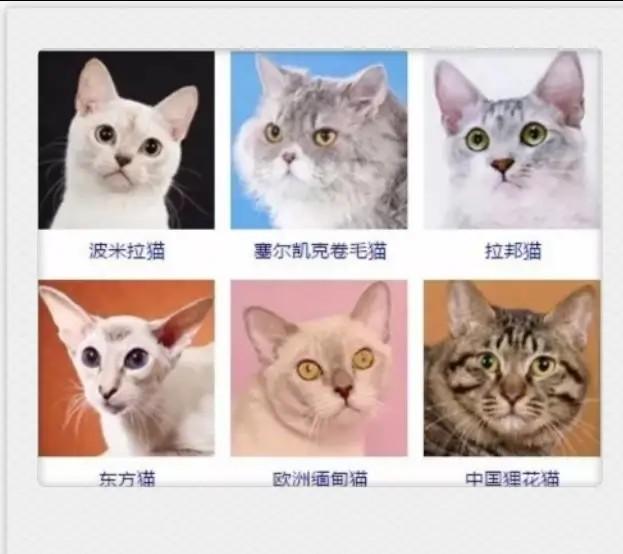 猫咪品种大全！你认出几种？