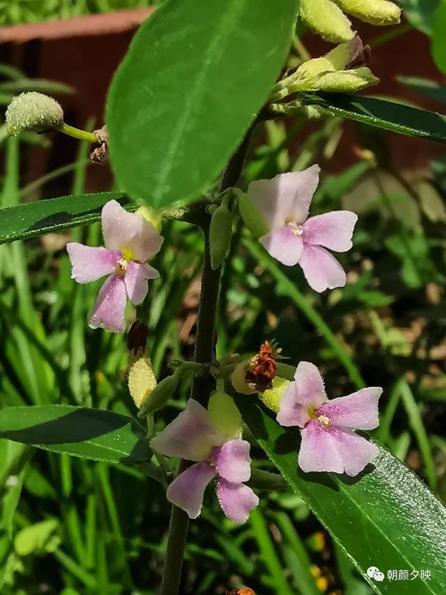 深秋记忆里的那片夏花