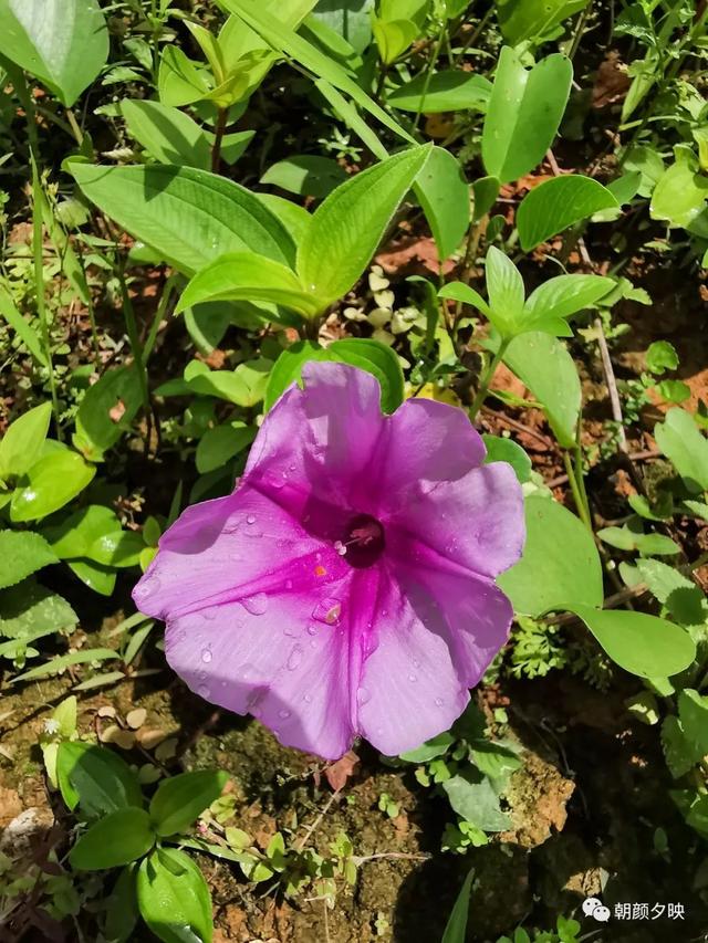 深秋记忆里的那片夏花