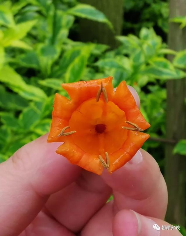 深秋记忆里的那片夏花