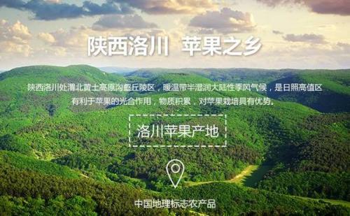 洛川苹果的优势