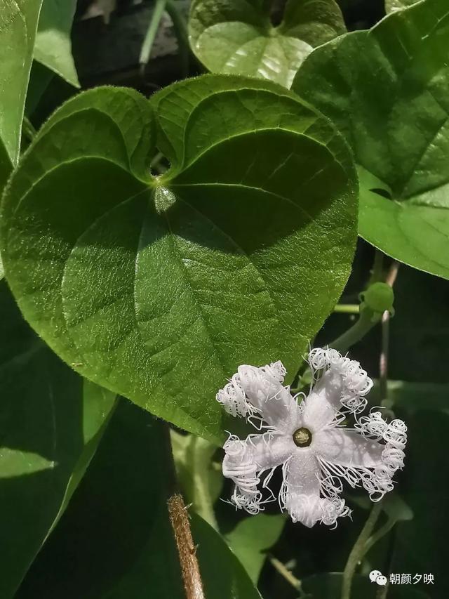 深秋记忆里的那片夏花