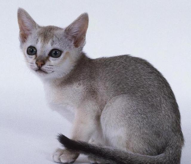 最常见的猫咪品种，你喜欢哪一个？