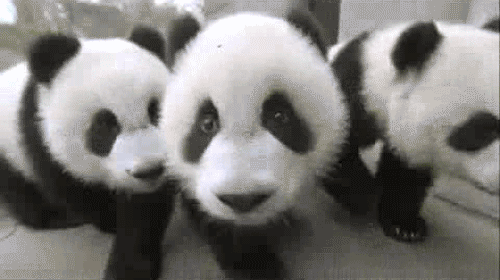 马来西亚太奇葩，喂不起熊猫竟退回中国？哈哈哈哈哈