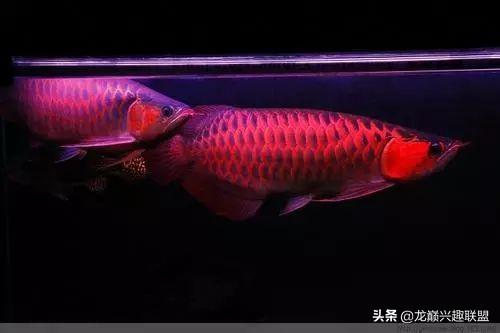 经验分享：手绘图解如何区分龙鱼公母，学习使我快乐