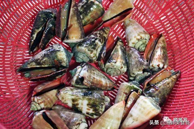 多图 | 全球主流贝类海鲜盘点，自然界坚不可摧的生物大家族