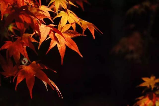 枫叶红了，“枫叶经济”该怎么“红”？