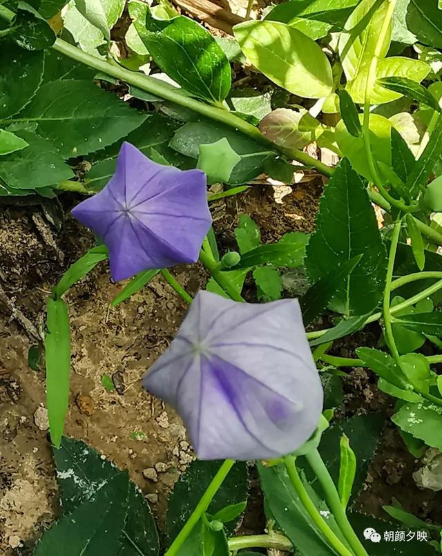 深秋记忆里的那片夏花