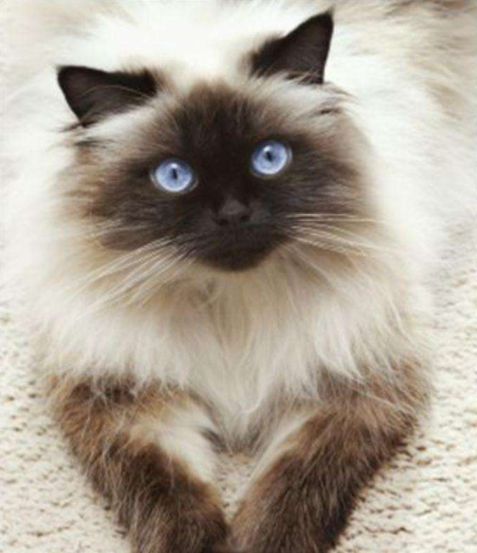 猫奴的你，了解世界上体型最小的几种猫么？
