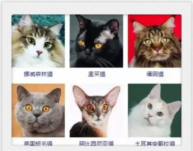 猫咪品种大全！你认出几种？