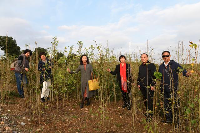 银杏叶成为山区脱贫致富金翅膀——洋县志建药业大健康产业参观记