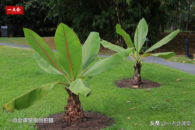 新加坡植物园湖边，天堂鸟成片生长，双拼色叶子的植物真开眼