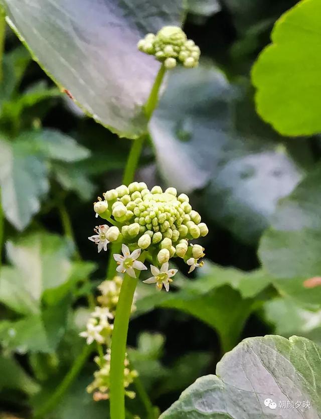 深秋记忆里的那片夏花