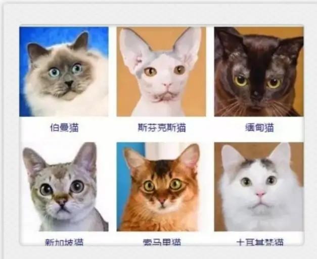 猫咪品种大全！你认出几种？