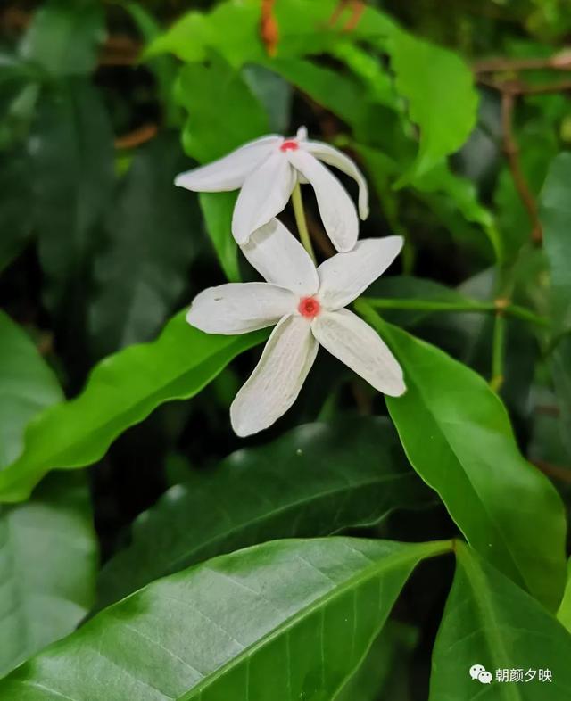 深秋记忆里的那片夏花