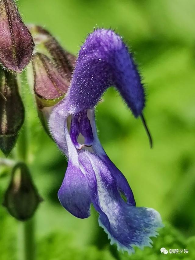 深秋记忆里的那片夏花