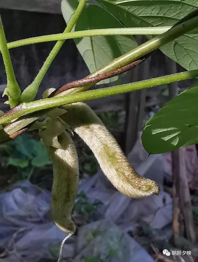 深秋记忆里的那片夏花