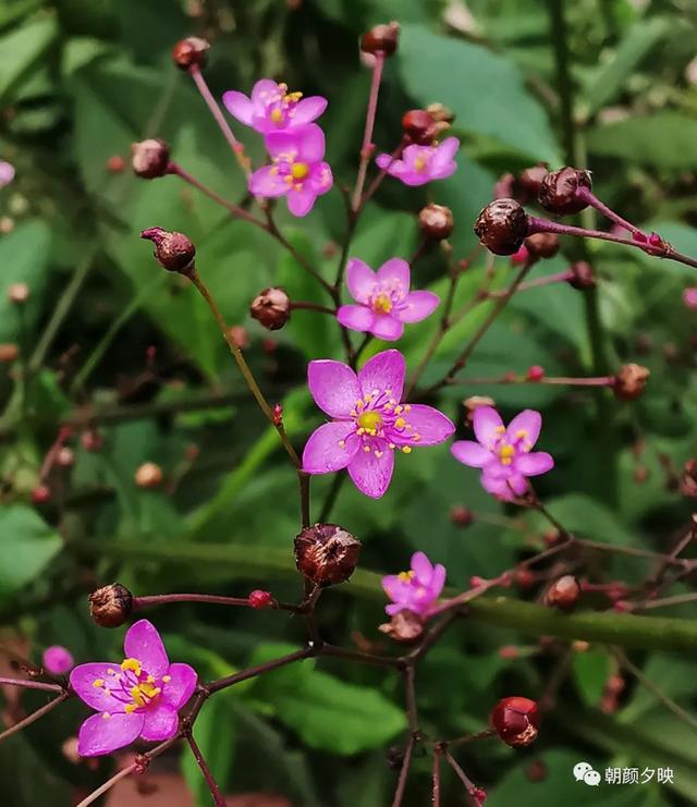 深秋记忆里的那片夏花