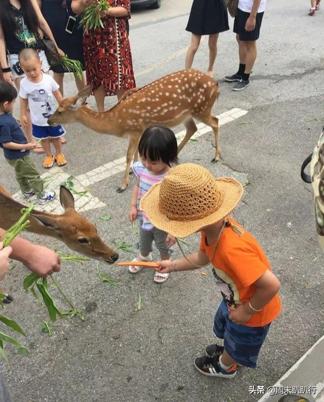 私藏！2020 清迈亲子玩法，很多爸妈都不知道