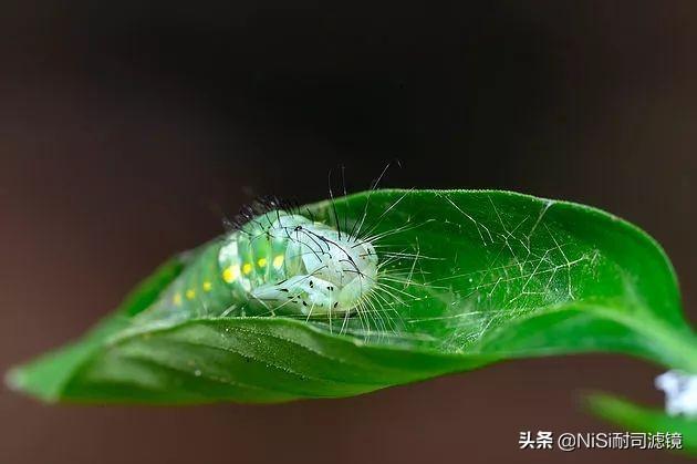 新加坡摄影师的近摄镜森林拍摄之旅