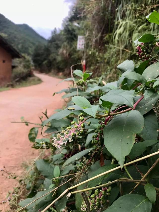 长汀：古朴同睦村