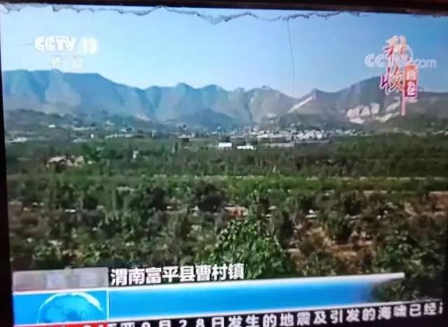 富平的柿子红了！富平柿子再次登上央视新闻