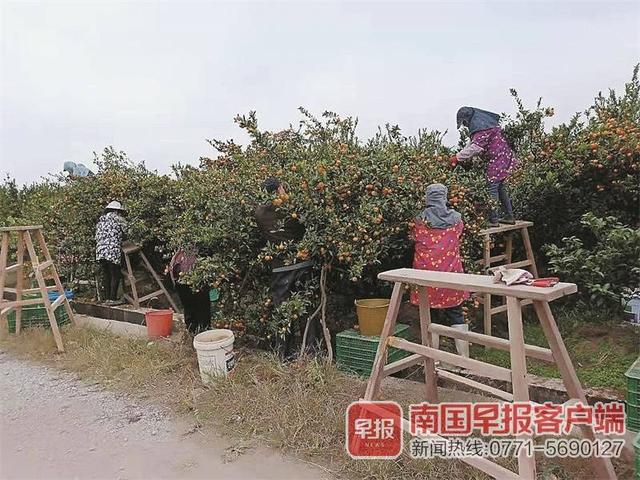 广西柑橘丰收，名特优农产品产量高又富农