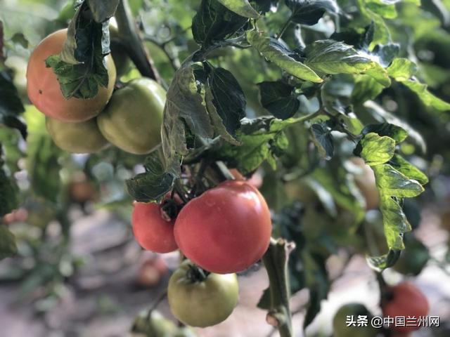 甘肃用科技为脱贫攻坚赋能蹲点调研