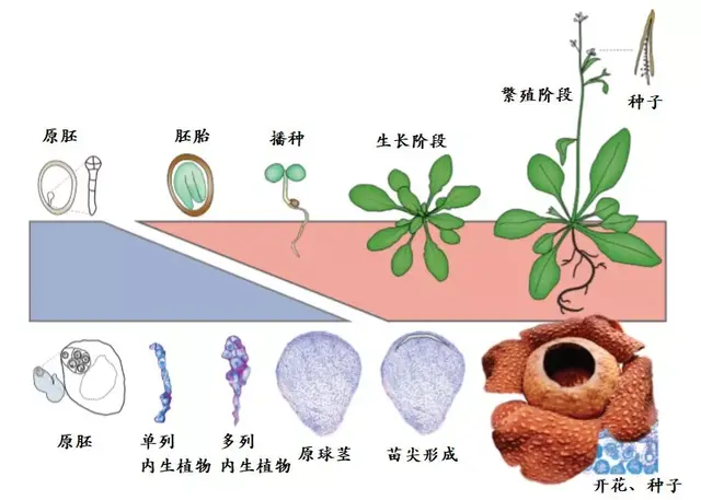 你印象里可怕的食人花，其实只是一种可怜的奇葩植物