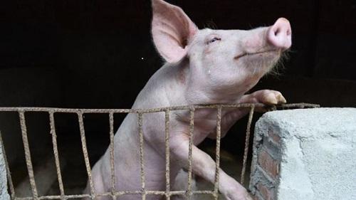 英媒：印尼九成人不吃猪肉是东南亚最大猪肉出口国 爆发非洲猪瘟损失惨重