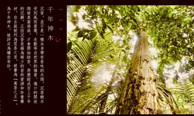 伽罗印象沉香