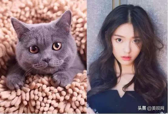 Jennie同款猫系脸，赵丽颖像折耳、林允像英短，看到贾玲憋不住了