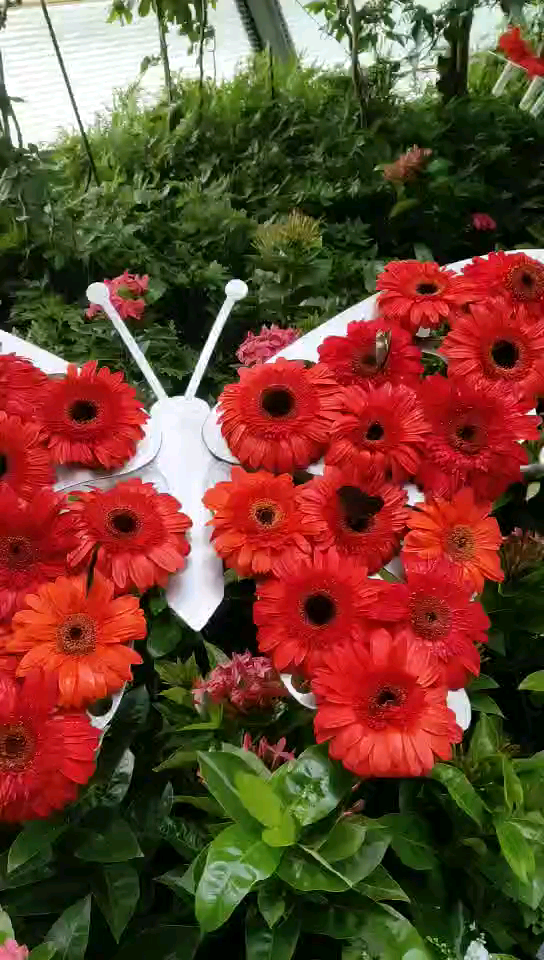 这是人家的机场，新加坡机场里免费的蝴蝶博物馆