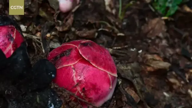 你印象里可怕的食人花，其实只是一种可怜的奇葩植物