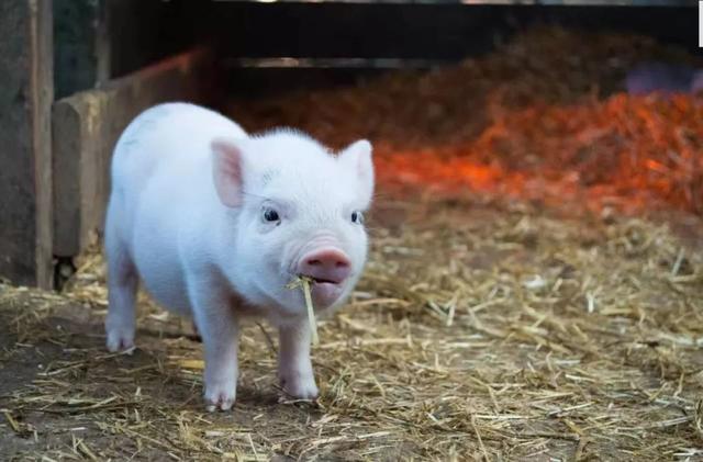 「全科百事」为什么不多进口些猪肉？这背后的产业链你不懂